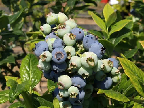 莱西:牛奶灌溉十一年未用农药的蓝莓在姜山镇开始采摘 莱西:牛奶灌溉十一年未用农药的蓝莓在姜山镇开始采摘