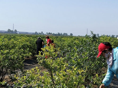 莱西:牛奶灌溉十一年未用农药的蓝莓在姜山镇开始采摘 莱西:牛奶灌溉十一年未用农药的蓝莓在姜山镇开始采摘