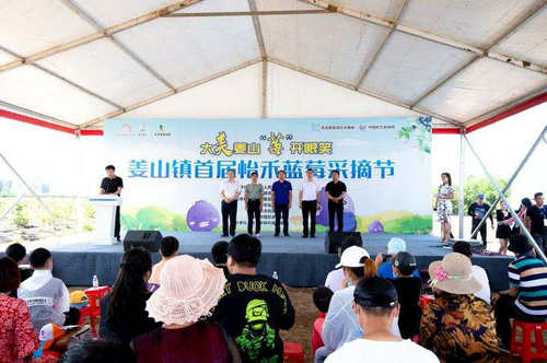 莱西:牛奶灌溉十一年未用农药的蓝莓在姜山镇开始采摘 莱西:牛奶灌溉十一年未用农药的蓝莓在姜山镇开始采摘