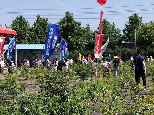 莱西:牛奶灌溉十一年未用农药的蓝莓在姜山镇开始采摘 莱西:牛奶灌溉十一年未用农药的蓝莓在姜山镇开始采摘